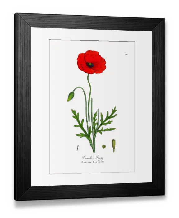 Framed Print : Lamotteas Poppy, Papaver Lamottei, Victorian Botanical Illustration, 1863 Framed Print : Lamotteas Poppy, Papaver Lamottei, Victorian Botanical Illustration, 1863