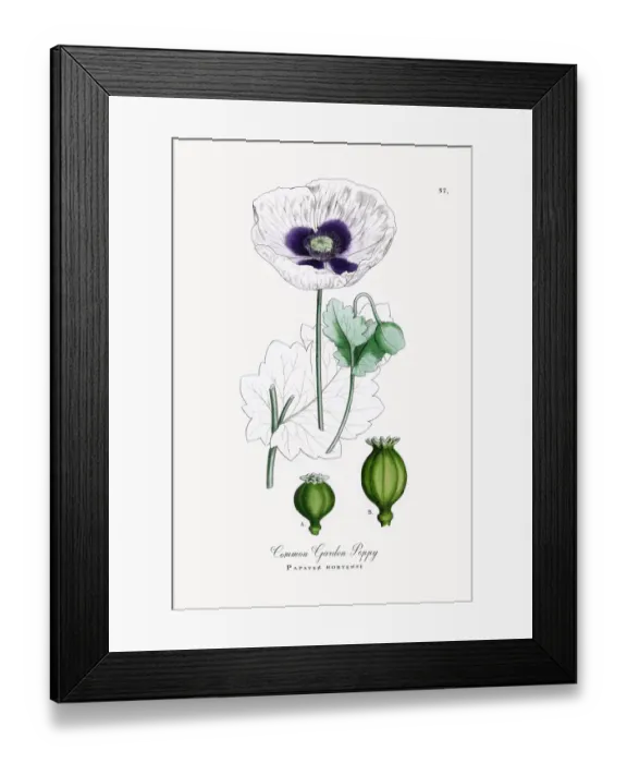 Framed Print : Common Garden Poppy, Papaver hortense, Victorian Botanical Illustration, 1863 Framed Print : Common Garden Poppy, Papaver hortense, Victorian Botanical Illustration, 1863