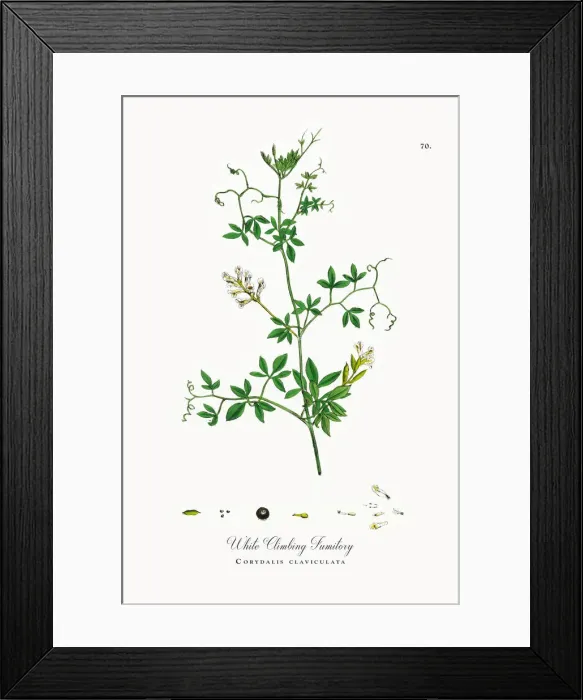 Framed Print : White Climbing Fumitory, Corydalis claviculata, Victorian Botanical Illustration, 1863 Framed Print : White Climbing Fumitory, Corydalis claviculata, Victorian Botanical Illustration, 1863