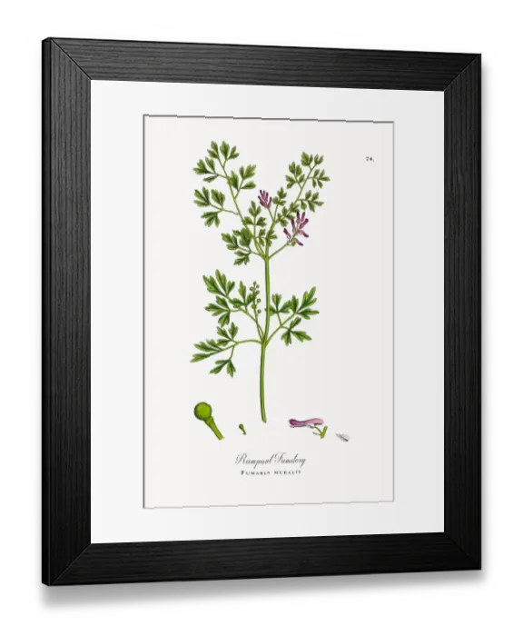 Framed Print : Rampant Fumitory, Fumaria muralis, Victorian Botanical Illustration, 1863 Framed Print : Rampant Fumitory, Fumaria muralis, Victorian Botanical Illustration, 1863