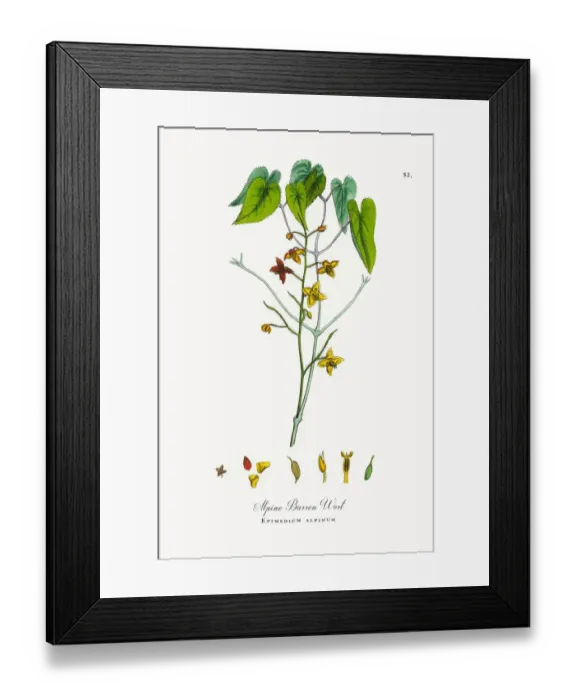 Framed Print : Alpine Barren Wort, Epimedium alpinum, Victorian Botanical Illustration, 1863 Framed Print : Alpine Barren Wort, Epimedium alpinum, Victorian Botanical Illustration, 1863
