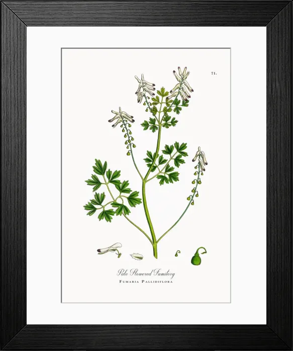 Framed Print : Pale Flowered Fumitory, Fumaria Pallidiflora, Victorian Botanical Illustration, 1863 Framed Print : Pale Flowered Fumitory, Fumaria Pallidiflora, Victorian Botanical Illustration, 1863