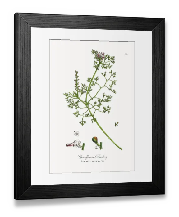 Framed Print : Close-flowered Fumitory, Fumaria micrantha, Victorian Botanical Illustration, 1863 Framed Print : Close-flowered Fumitory, Fumaria micrantha, Victorian Botanical Illustration, 1863