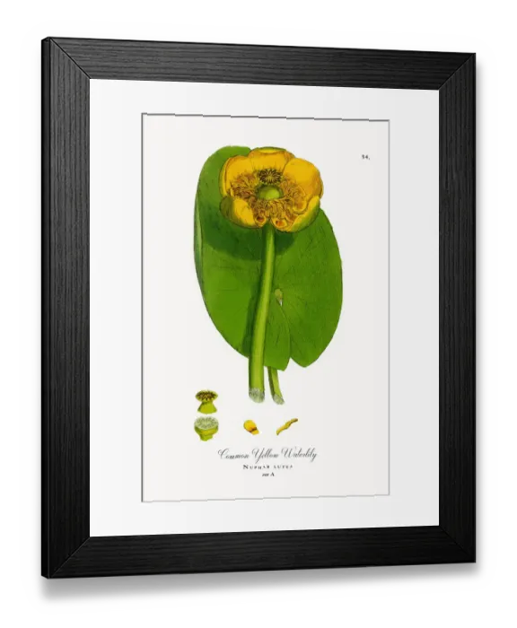 Framed Print : Common Yellow Waterlily, Nuphar lutea, Victorian Botanical Illustration, 1863 Framed Print : Common Yellow Waterlily, Nuphar lutea, Victorian Botanical Illustration, 1863