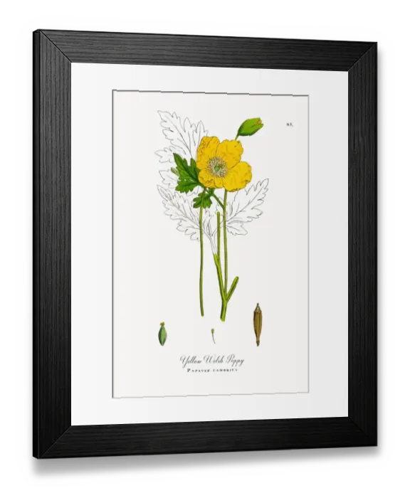 Framed Print : Yellow Welsh Poppy, Papaver cambrica, Victorian Botanical Illustration, 1863 Framed Print : Yellow Welsh Poppy, Papaver cambrica, Victorian Botanical Illustration, 1863