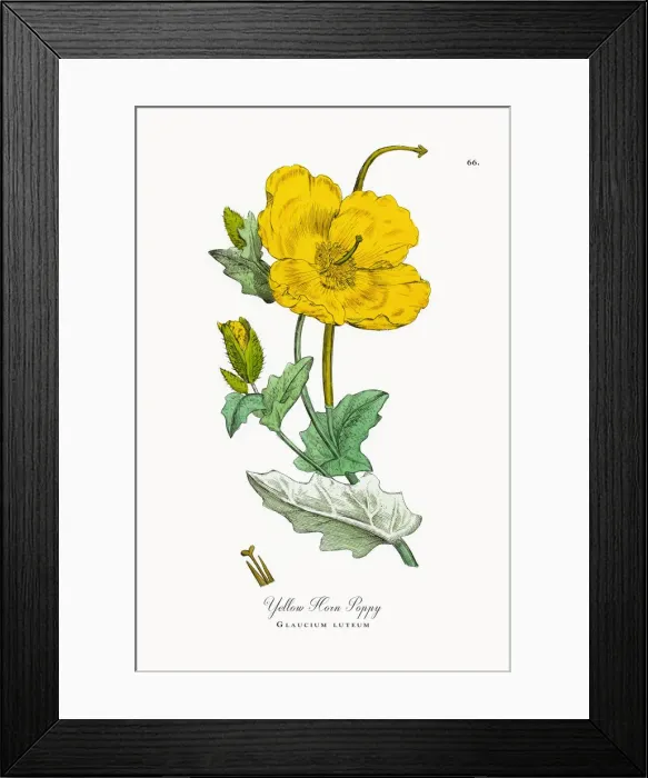 Framed Print : Yellow Horn Poppy, Glaucium luteum, Victorian Botanical Illustration, 1863