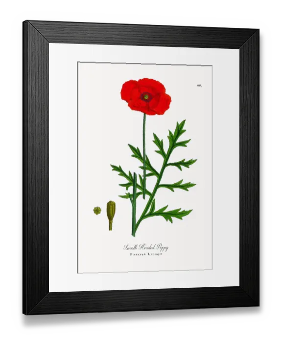 Framed Print : Smooth Headed Poppy, Papaver Lecoqii, Victorian Botanical Illustration, 1863 Framed Print : Smooth Headed Poppy, Papaver Lecoqii, Victorian Botanical Illustration, 1863