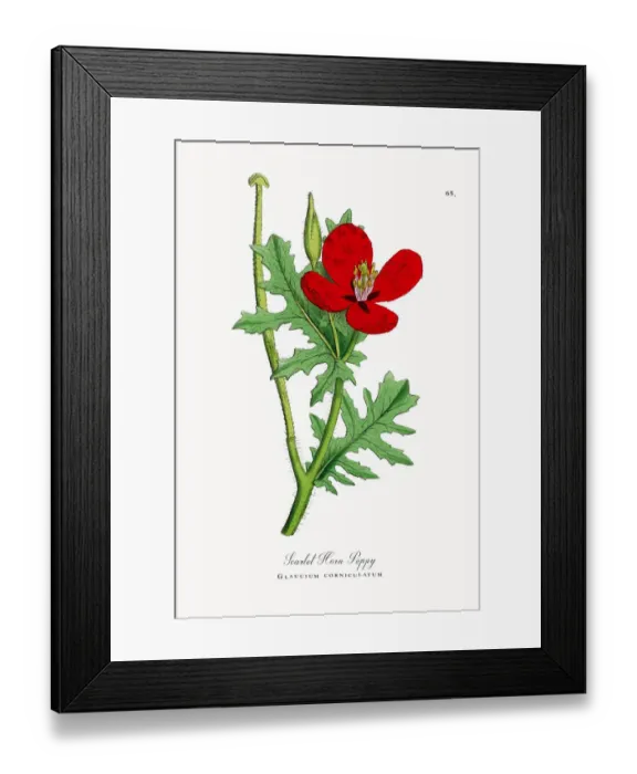Framed Print : Scarlet Horn Poppy, Glaucium corniculatum, Victorian Botanical Illustration, 1863 Framed Print : Scarlet Horn Poppy, Glaucium corniculatum, Victorian Botanical Illustration, 1863