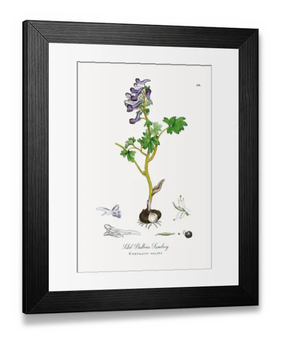 Framed Print : Solid Bulbous Fumitory, Corydalis solida, Victorian Botanical Illustration, 1863 Framed Print : Solid Bulbous Fumitory, Corydalis solida, Victorian Botanical Illustration, 1863