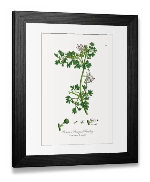 Framed Print : Boreauas Rampant Fumitory, Fumaria Boraei, Victorian Botanical Illustration, 1863 Framed Print : Boreauas Rampant Fumitory, Fumaria Boraei, Victorian Botanical Illustration, 1863