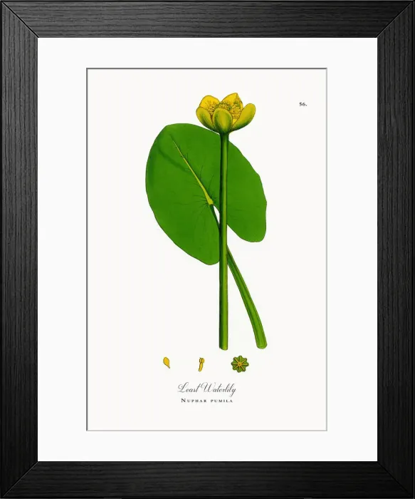 Framed Print : Least Waterlily, Nuphar pumila, Victorian Botanical Illustration, 1863 Framed Print : Least Waterlily, Nuphar pumila, Victorian Botanical Illustration, 1863