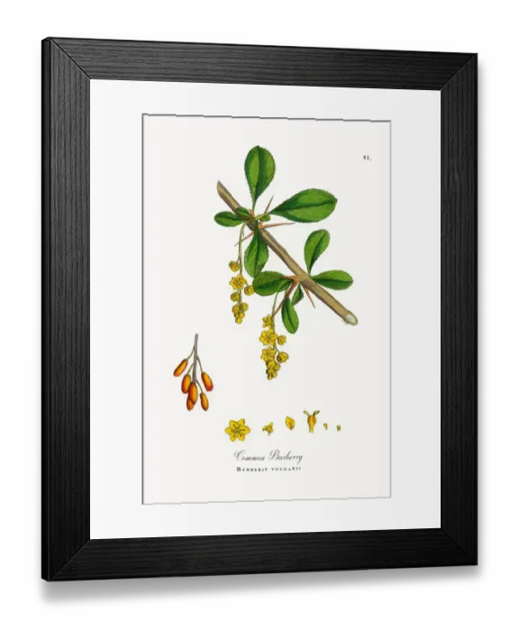 Framed Print : Common Barberry, Berberis vulgaris, Victorian Botanical Illustration, 1863 Framed Print : Common Barberry, Berberis vulgaris, Victorian Botanical Illustration, 1863