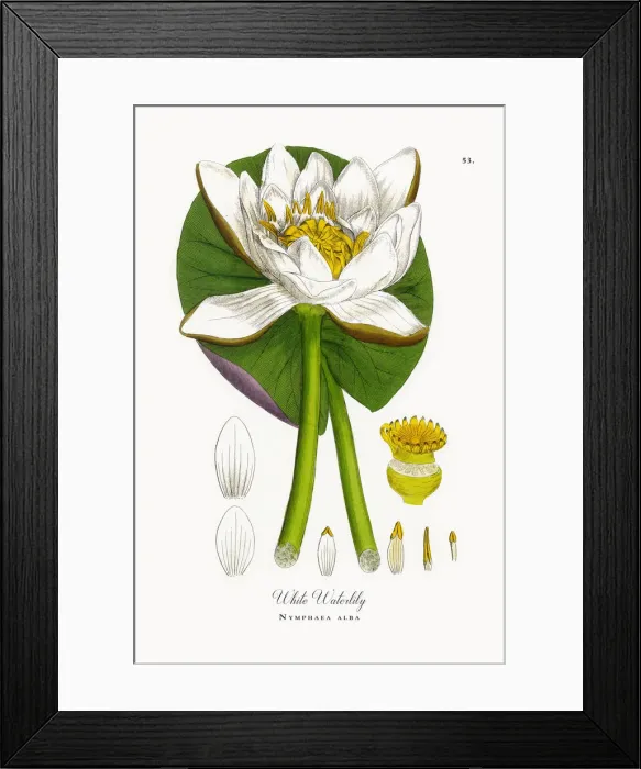 Framed Print : White Waterlily, Nymphaea alba, Victorian Botanical Illustration, 1863 Framed Print : White Waterlily, Nymphaea alba, Victorian Botanical Illustration, 1863