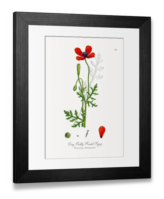 Framed Print : Prickly Headed Poppy, Papaver Argemone, Victorian Botanical Illustration, 1863 Framed Print : Prickly Headed Poppy, Papaver Argemone, Victorian Botanical Illustration, 1863