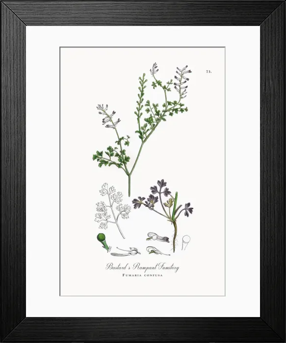 Framed Print : Bastardas Rampant Fumitory, Fumaria confusa, Victorian Botanical Illustration, 1863 Framed Print : Bastardas Rampant Fumitory, Fumaria confusa, Victorian Botanical Illustration, 1863