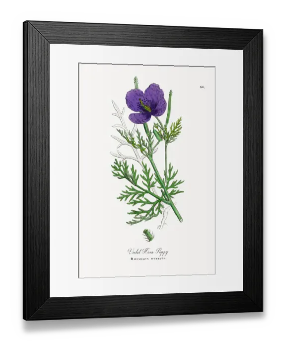 Framed Print : Violet Horn Poppy, Roemeria hybrida, Victorian Botanical Illustration, 1863 Framed Print : Violet Horn Poppy, Roemeria hybrida, Victorian Botanical Illustration, 1863