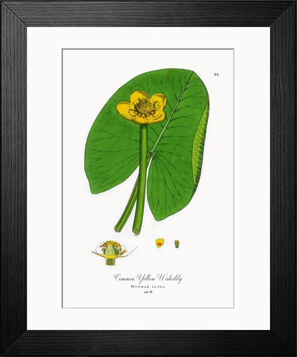 Framed Print : Common Yellow Waterlily, Nuphar lutea, Victorian Botanical Illustration, 1863 Framed Print : Common Yellow Waterlily, Nuphar lutea, Victorian Botanical Illustration, 1863