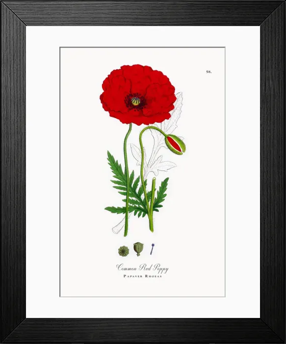 Framed Print : Common Red Poppy, Papaver Rhoeas, Victorian Botanical Illustration, 1863 Framed Print : Common Red Poppy, Papaver Rhoeas, Victorian Botanical Illustration, 1863