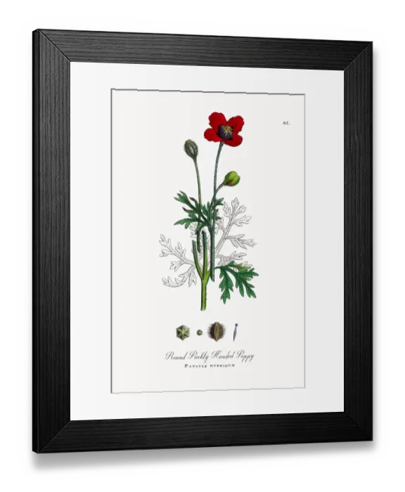 Framed Print : Prickly Headed Poppy, Papaver hybridum, Victorian Botanical Illustration, 1863 Framed Print : Prickly Headed Poppy, Papaver hybridum, Victorian Botanical Illustration, 1863