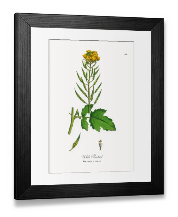 Framed Print : White Mustard, Brassica Alba, Victorian Botanical Illustration, 1863 Framed Print : White Mustard, Brassica Alba, Victorian Botanical Illustration, 1863