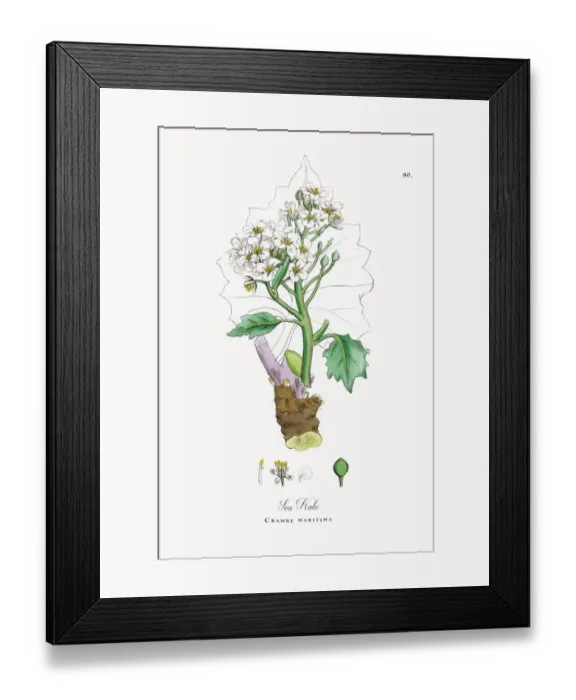 Framed Print : Sea Kale, Crambe maritima, Victorian Botanical Illustration, 1863 Framed Print : Sea Kale, Crambe maritima, Victorian Botanical Illustration, 1863