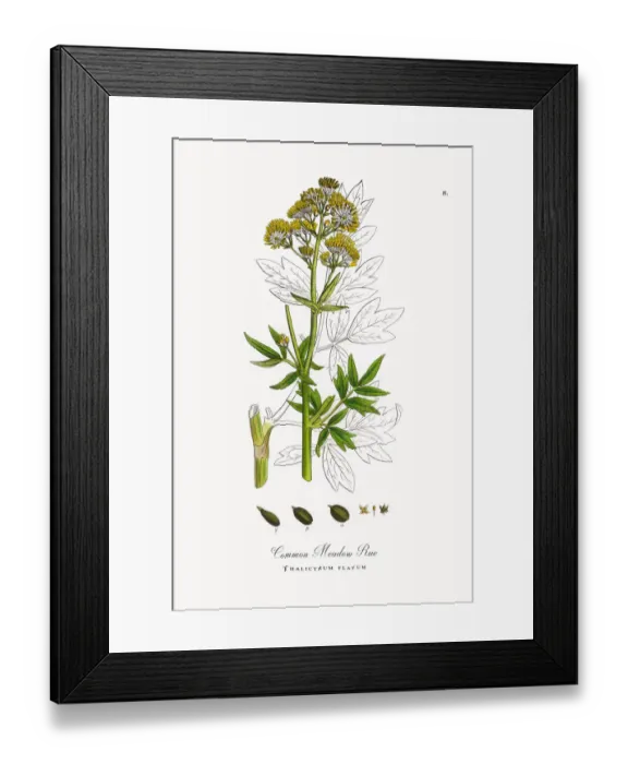 Framed Print : Common Meadow Rue, Thalictrum flavum, Victorian Botanical Illustration, 1863 Framed Print : Common Meadow Rue, Thalictrum flavum, Victorian Botanical Illustration, 1863