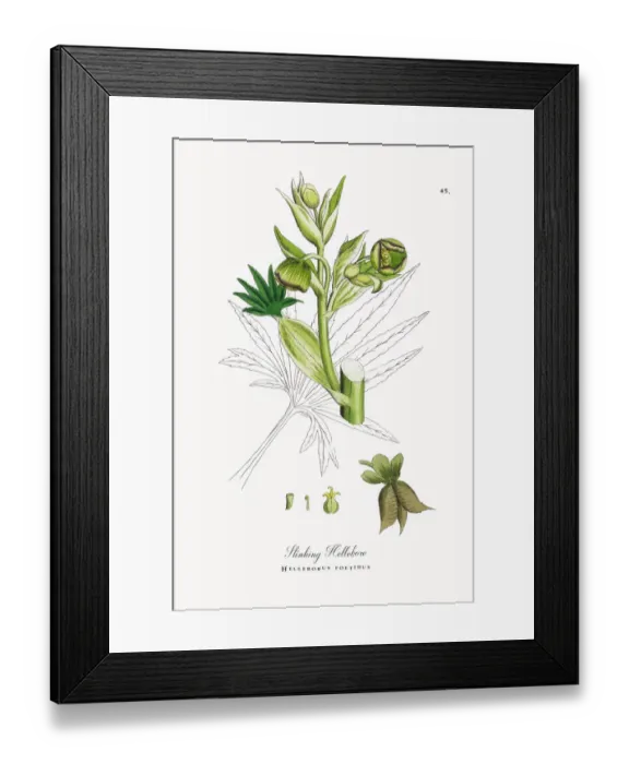 Framed Print : Stinking Hellebore, Helleborus foetidus, Victorian Botanical Illustration, 1863 Framed Print : Stinking Hellebore, Helleborus foetidus, Victorian Botanical Illustration, 1863