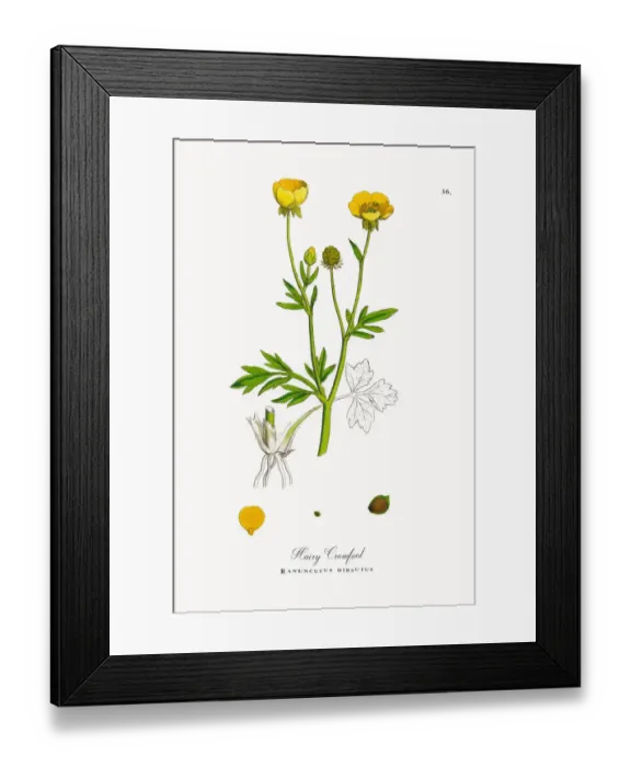 Framed Print : Hairy Crowfoot, Ranunculus hirsutus, Victorian Botanical Illustration, 1863 Framed Print : Hairy Crowfoot, Ranunculus hirsutus, Victorian Botanical Illustration, 1863