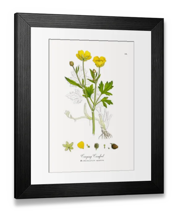 Framed Print : Creeping Crowfoot, Ranunculus repens, Victorian Botanical Illustration, 1863 Framed Print : Creeping Crowfoot, Ranunculus repens, Victorian Botanical Illustration, 1863