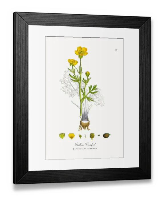 Framed Print : Bulbous Crowfoot, Ranunculus bulbosus, Victorian Botanical Illustration, 1863 Framed Print : Bulbous Crowfoot, Ranunculus bulbosus, Victorian Botanical Illustration, 1863