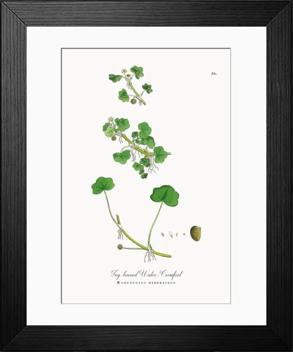 Framed Print : Ivy-leaved Water Crowfoot, Ranunculus hederaceus, Victorian Botanical Illustration, 1863 Framed Print : Ivy-leaved Water Crowfoot, Ranunculus hederaceus, Victorian Botanical Illustration, 1863