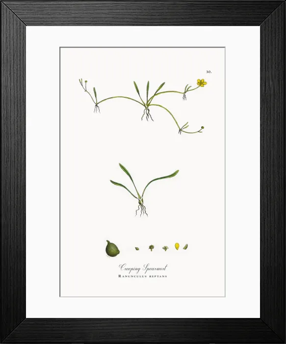 Framed Print : Creeping Spearwort, Ranunculus reptans, Victorian Botanical Illustration, 1863 Framed Print : Creeping Spearwort, Ranunculus reptans, Victorian Botanical Illustration, 1863