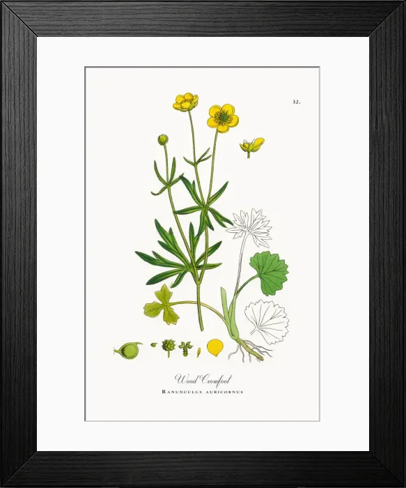 Framed Print : Wood Crowfoot, Ranunculus auricornus, Victorian Botanical Illustration, 1863 Framed Print : Wood Crowfoot, Ranunculus auricornus, Victorian Botanical Illustration, 1863