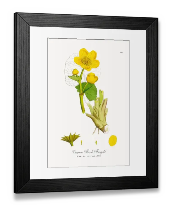 Framed Print : Common Marsh Marigold, Caltha eu-palustris, Victorian Botanical Illustration, 1863 Framed Print : Common Marsh Marigold, Caltha eu-palustris, Victorian Botanical Illustration, 1863
