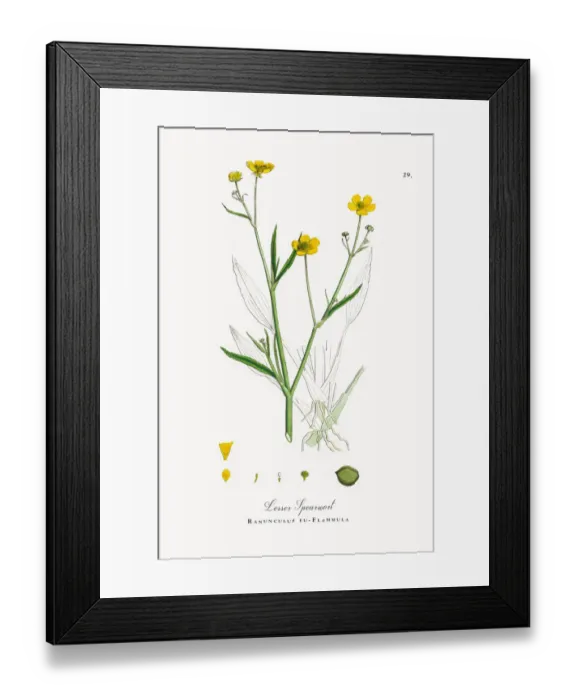 Framed Print : Lesser Spearwort, Ranunculus eu-Flammula, Victorian Botanical Illustration, 1863