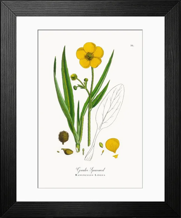 Framed Print : Greater Spearwort, Ranunculus Lingua, Victorian Botanical Illustration, 1863 Framed Print : Greater Spearwort, Ranunculus Lingua, Victorian Botanical Illustration, 1863