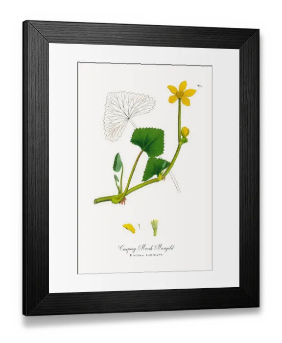 Framed Print : Creeping Marsh Marigold, Caltha radicans, Victorian Botanical Illustration, 1863