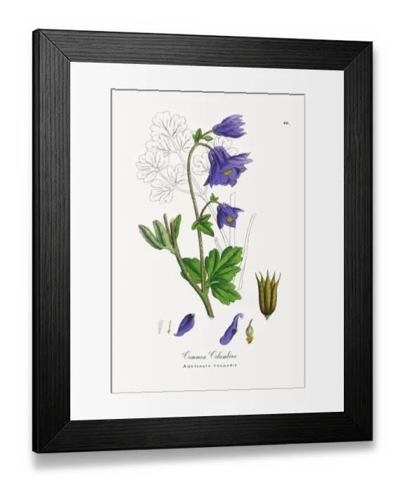 Framed Print : Common Columbine, Aquilegia vulgaris, Victorian Botanical Illustration, 1863