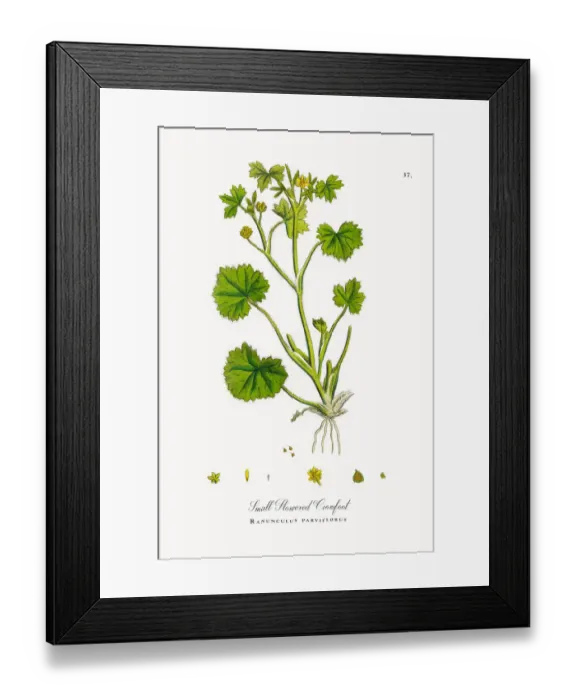 Framed Print : Small Flowered Crowfoot, Ranunculus parviflorus, Victorian Botanical Illustration, 1863 Framed Print : Small Flowered Crowfoot, Ranunculus parviflorus, Victorian Botanical Illustration, 1863