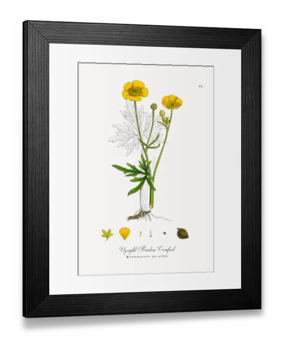 Framed Print : Upright Meadow Crowfoot, Ranunculus eu-acris, Victorian Botanical Illustration, 1863 Framed Print : Upright Meadow Crowfoot, Ranunculus eu-acris, Victorian Botanical Illustration, 1863