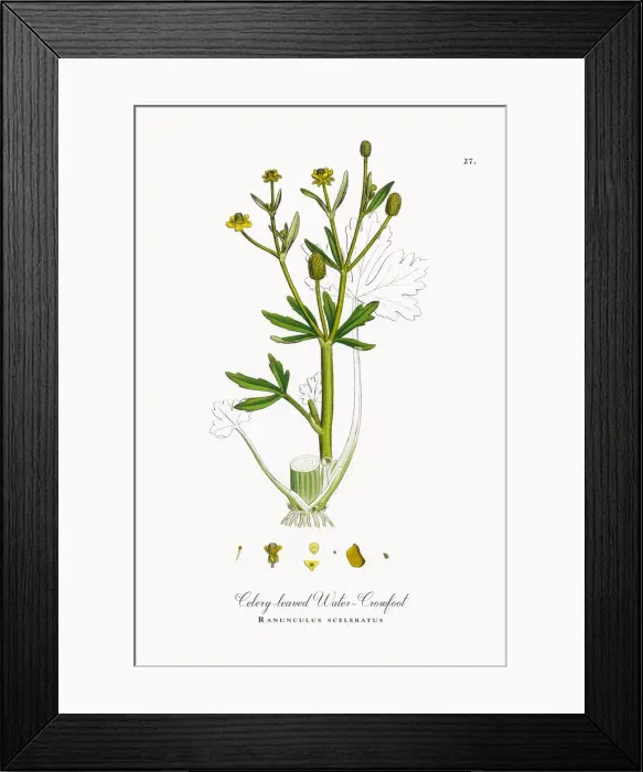 Framed Print : Celery-leaved Water Crowfoot, Ranunculus sceleratus, Victorian Botanical Illustration, 1863 Framed Print : Celery-leaved Water Crowfoot, Ranunculus sceleratus, Victorian Botanical Illustration, 1863