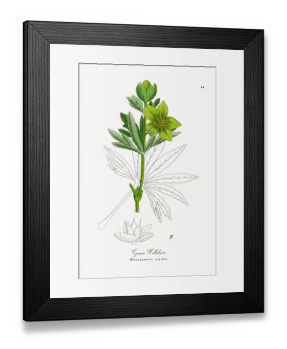 Framed Print : Green Hellebore, Helleborus viridis, Victorian Botanical Illustration, 1863 Framed Print : Green Hellebore, Helleborus viridis, Victorian Botanical Illustration, 1863