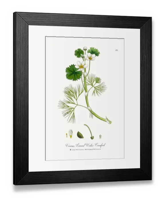 Framed Print : Various Leaved Water Crowfoot, Ranunculus heterophyllus, Victorian Botanical Illustration, 1863 Framed Print : Various Leaved Water Crowfoot, Ranunculus heterophyllus, Victorian Botanical Illustration, 1863