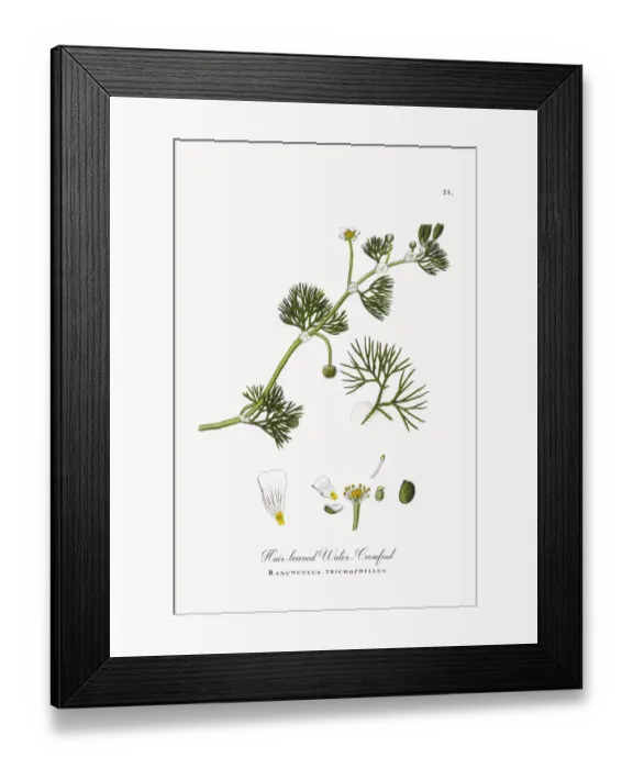 Framed Print : Hair-leaved Water Crowfoot, Ranunculus trichophyllus, Victorian Botanical Illustration, 1863 Framed Print : Hair-leaved Water Crowfoot, Ranunculus trichophyllus, Victorian Botanical Illustration, 1863