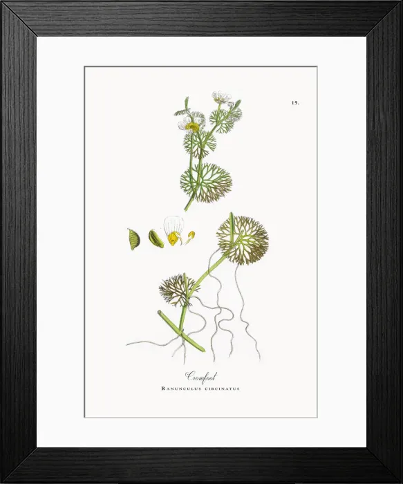 Framed Print : Crowfoot, Ranunculus circinatus, Victorian Botanical Illustration, 1863 Framed Print : Crowfoot, Ranunculus circinatus, Victorian Botanical Illustration, 1863