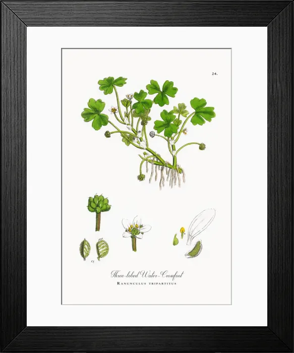 Framed Print : Three-lobed Water Crowfoot, Ranunculus tripartitus, Victorian Botanical Illustration, 1863 Framed Print : Three-lobed Water Crowfoot, Ranunculus tripartitus, Victorian Botanical Illustration, 1863