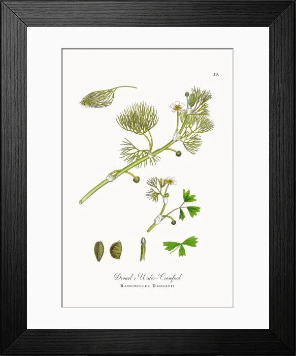 Framed Print : Drouetas Water Crowfoot, Ranunculus Drouetii, Victorian Botanical Illustration, 1863 Framed Print : Drouetas Water Crowfoot, Ranunculus Drouetii, Victorian Botanical Illustration, 1863