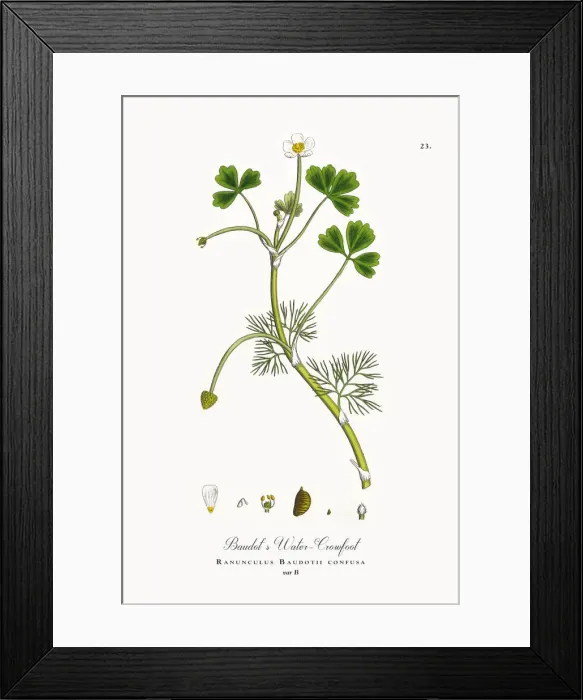Framed Print : Baudotas Water Crowfoot, Ranunculus Baudotii confusa, Victorian Botanical Illustration, 1863 Framed Print : Baudotas Water Crowfoot, Ranunculus Baudotii confusa, Victorian Botanical Illustration, 1863