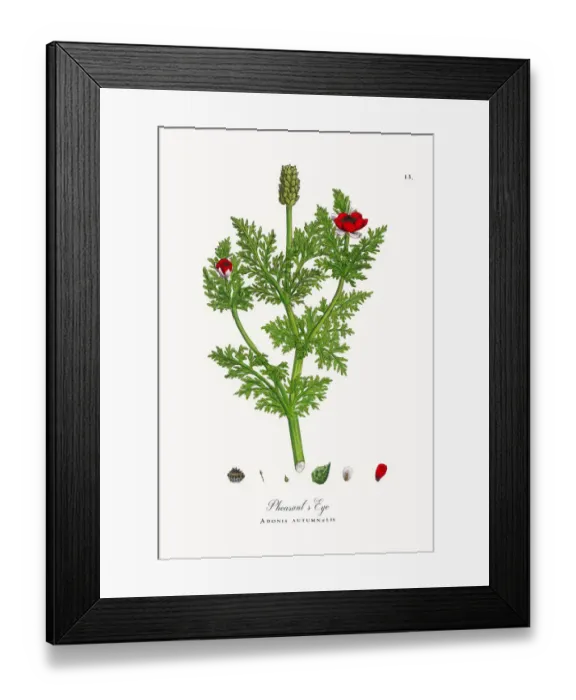Framed Print : Pheasantas Eye, Adonis autumnalis, Victorian Botanical Illustration, 1863 Framed Print : Pheasantas Eye, Adonis autumnalis, Victorian Botanical Illustration, 1863