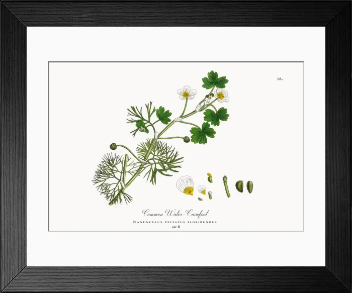 Framed Print : Crowfoot, Ranunculus peltatus floribundus, Victorian Botanical Illustration, 1863 Framed Print : Crowfoot, Ranunculus peltatus floribundus, Victorian Botanical Illustration, 1863